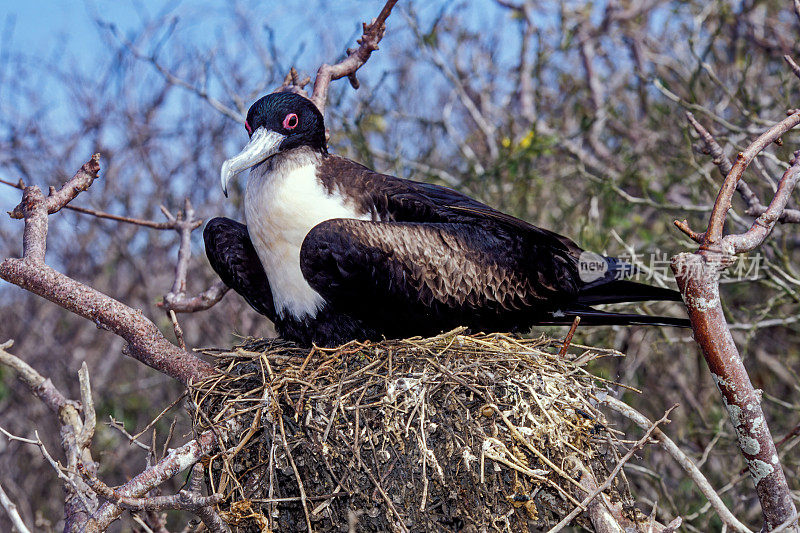 大军舰鸟(Fregata minor)是军舰鸟家族中的大型海鸟。主要的筑巢种群在热带太平洋，如夏威夷和Galápagos群岛。厄瓜多尔基诺维萨岛的塔岛。巢。